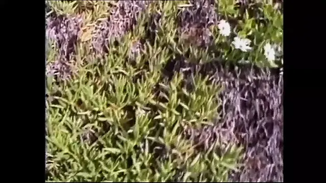 Two Young Bisexual Fucked by a Huge Black Cock