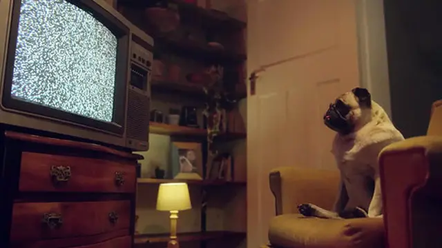 Amateur blowjob – Lana Analise licks and swallows while playing with her spit - Benefit Monkey