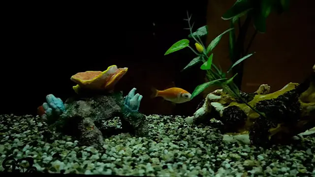 A slightly cold Easter LET′S FUCK in front of the FIREPLACE ????